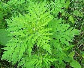 4. Plant growth : The ragweed is an opportunist. It adapts well to soil conditions that are often difficult for other species of the plant cover.
