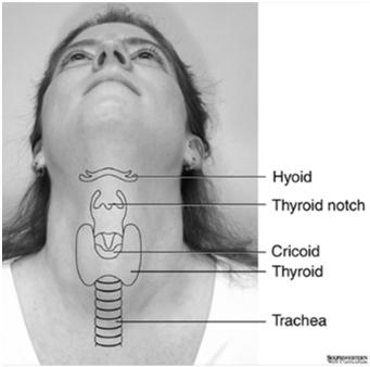 The Thyroid: No mystery. Just need all the pieces to the puzzle.