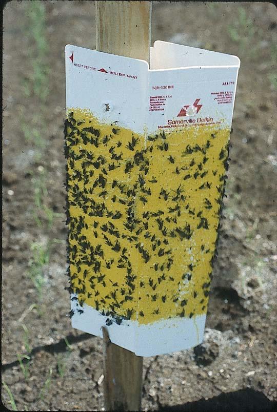 Maggot flies on yellow sticky traps, monitored 2 x a week There are high populations of onion maggot flies