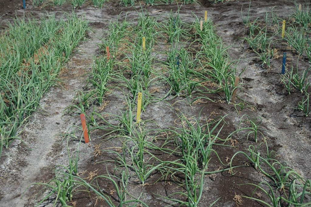Field plots for onion maggot