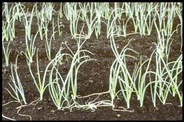 Insecticide seed treatments for onion maggot control - 2008 Product Rate Ist gen damage(%) Yield (t/ha) Sepresto 0.147 5.0 a 41.2 a Entrust 0.2 13.