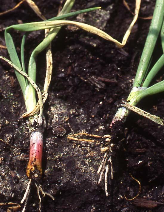 Onion maggot fly (Delia antigua) Females deposit eggs in groups at base of onion plant Damage in the