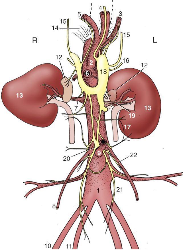 Fig 21-24 (Dyce) Branches of the abdominal aorta,