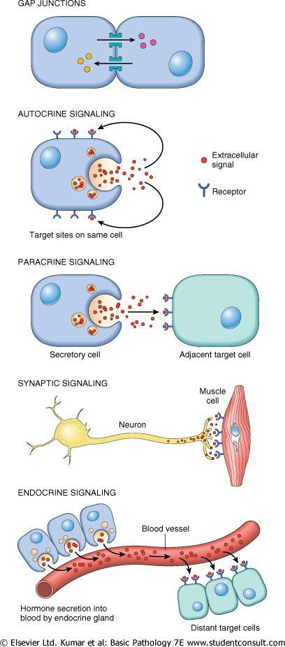 Soluble Mediators Extracellular Signaling Mechanisms Autocrine Signaling: substance acts on the cell that secretes it. Example: compensatory hyperplasia (e.g., liver regeneration) Paracrine signaling: a substance affects cells in the immediate vicinity of the cell that released the agent.
