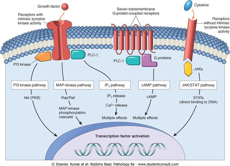 Cell Surface Receptors EGF, VEGF, FGF, HGF Multiple inflammatory mediators, hormones, all chemokines Transcription factors bind to gene promoters and enhancers to trigger or inhibit transcription Not