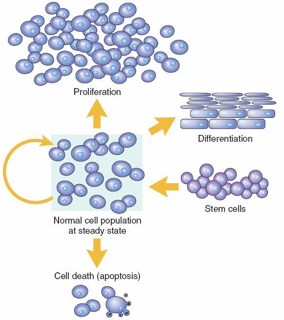 Overview Cell numbers can be altered by increased or decreased rates of stem cell