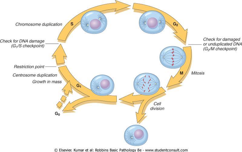 The Cell Cycle (S) DNA synthesis phase (G 2 ) Premitotic growth phase (G 1 ) Presynthetic growth