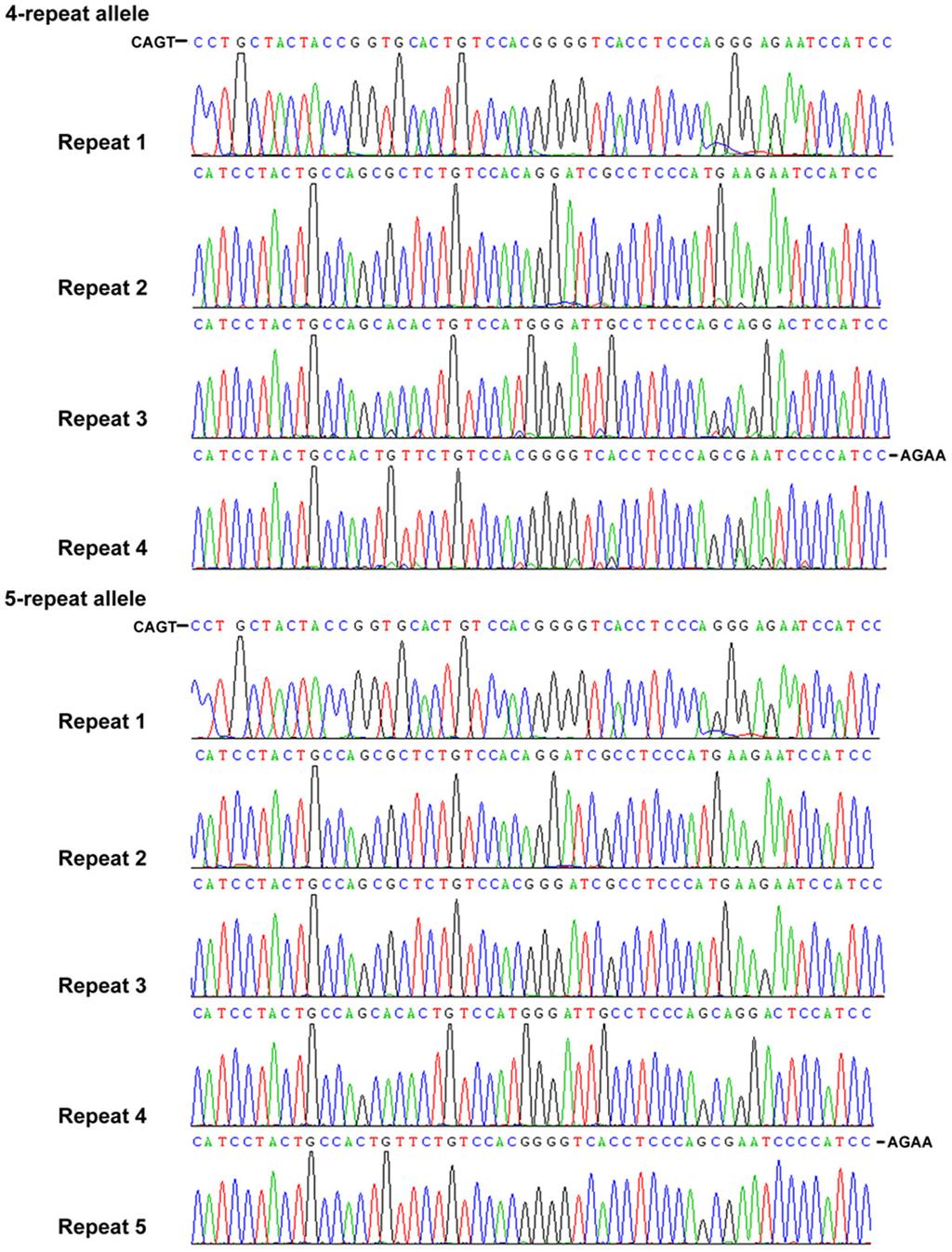 Figure 2. Nucleotide sequences of each allele in the polymorphic repeat region of the PER3. health characteristics, but few genetic determinants of these differences have been identified [16].
