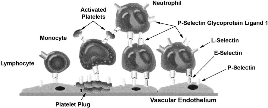 FIG 1. Immediately after endothelial cell injury, endothelial cells and platelets are activated promoting the expression of cell adhesion molecules.