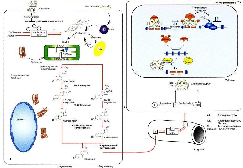 Testosterone biosynthesis, transport and intracellular action: Effect of
