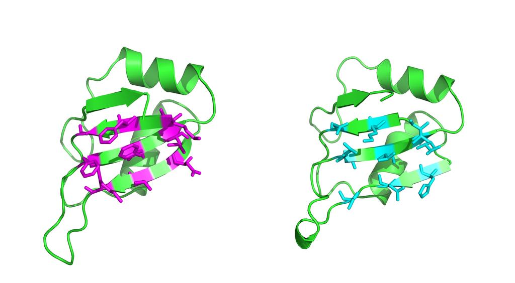 Figure 1: Side by Side Comparison of C1S1 and its Parent Scaffold The parent scaffold is shown on the left and the engineered immunogen on the right.