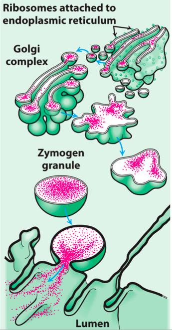 zymogen granules are released into the