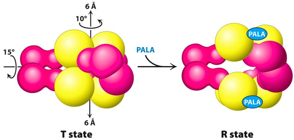 PALA is a Competitive Inhibitor of ATCase (substrate analog) The Binding of PALA induces a T!