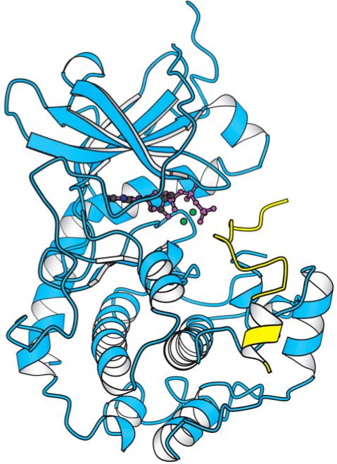 Protein Regulation by Phosphorylation/Dephosphorylation Involves Kinases and Phosphatases Serine and Threonine Kinases Share a Common Kinase Domain An active area of Cancer Drug