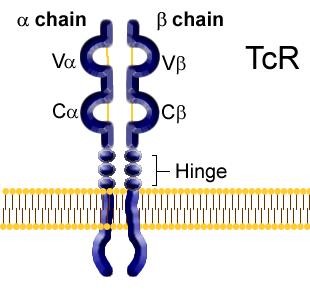 The T-cell Receptor T-cells (CD3): Their antigen receptor is