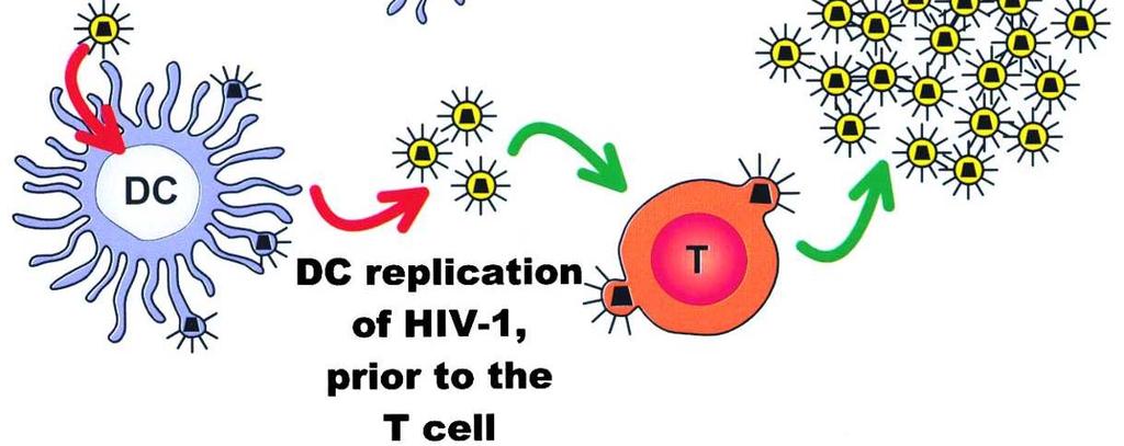 HIV-1 to T-cells. R.
