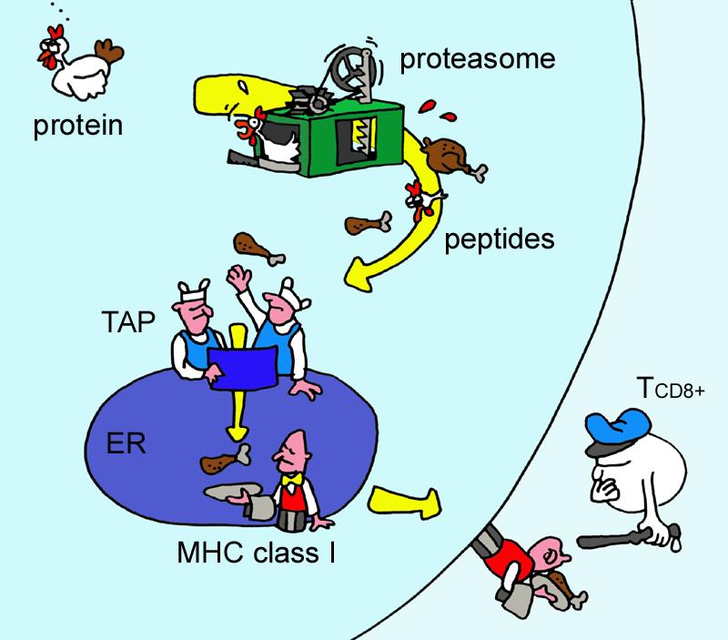 Cellular Cytotoxic T