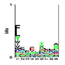 Class II binding motif Alignment by Gibbs sampler Random ClustalW RFFGGDRGAPKRG YLDPLIRGLLARPAKLQV KPGQPPRLLIYDASNRATGIPA GSLFVYNITTNKYKAFLDKQ