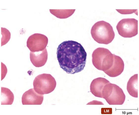 Two main types of lymphocytes FACT 16.