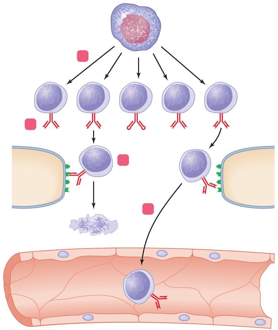 Figure 16.9 Clonal deletion of B cells. Stem cell (in red bone marrow) CONCEPT 16.