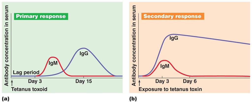 Figure 16.19 The production of primary and secondary antibody immune responses. CONCEPT 16.