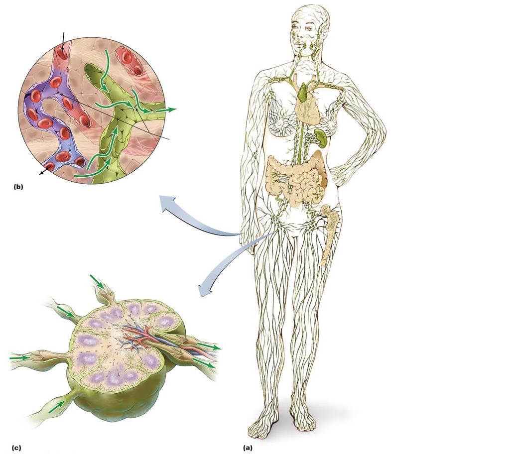 Figure 16.2 The lymphatic system. Blood capillary From heart Tissue cell All lymph returned back to blood via heart Intercellular fluid Tonsils CONCEPT 16.