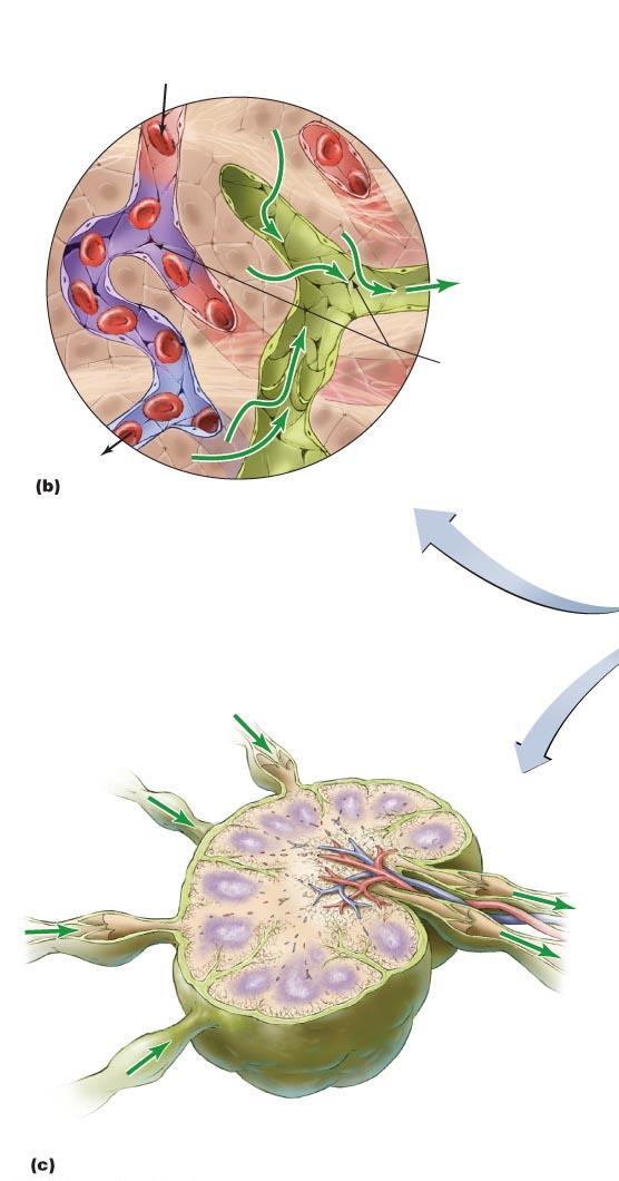 Figure 16.2 The lymphatic system. Blood capillary From heart Tissue cell CONCEPT 16.