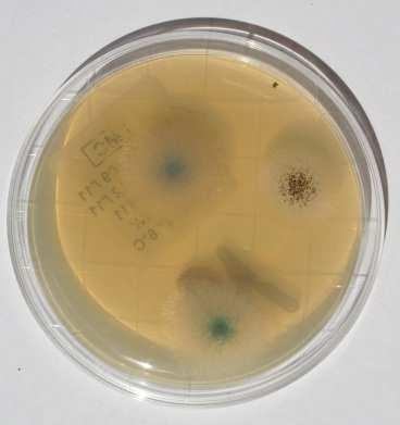 Incubation 37 C Result = nb of CFU/m 3 and identification of fungi Surface sampling : RODAC contact plate (25cm 2 ) Medium : Malt-Chloramphenicol