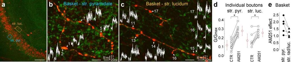 Supplementary Figure 6. [Ca 2+ ] transients in individual axon terminals of a single basket cell in different layers exhibit different tonic CB 1 -mediated inhibition.