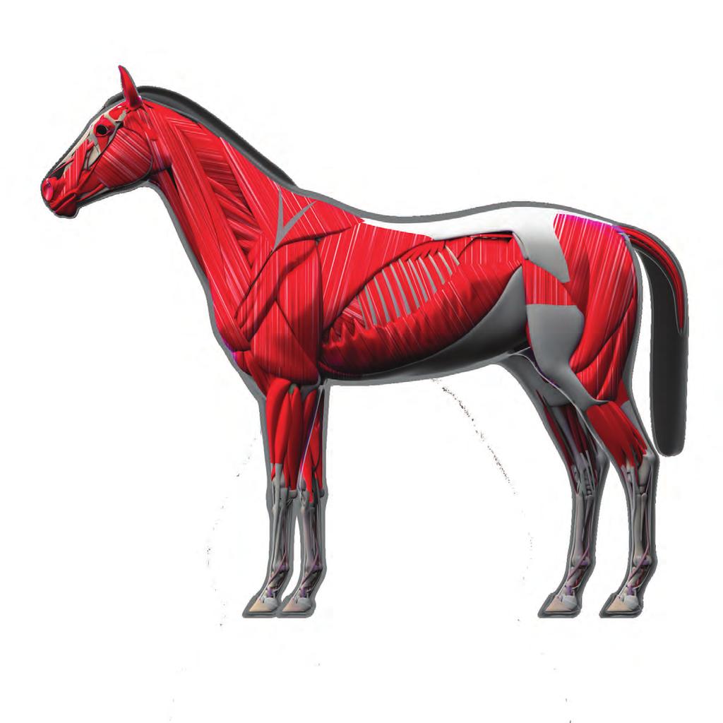 EQUINE ACUPUNCTURE POINTS GB21 SI16 ST7 GB2 BL10 TH21 BL1 ST3 ST4 TH16 TH17 ST19 TH23 BL2 ST1 GB1 LI20 GV26 SI28 ST6 Alarm Points (Front-mu Points): Lung LU-1 Large Intestine ST-25 Stomach CV-12