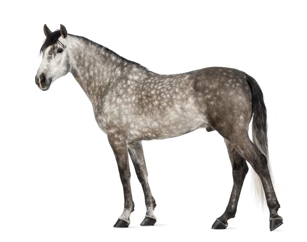 LV-8 LU-1 LV-14 HT-1 CV-22 LV-14 SP-10 ST-25 KI-10 SP-9 CV-23 ST-9 ST-10 KI-27 ST-13 Ventral view of horse.