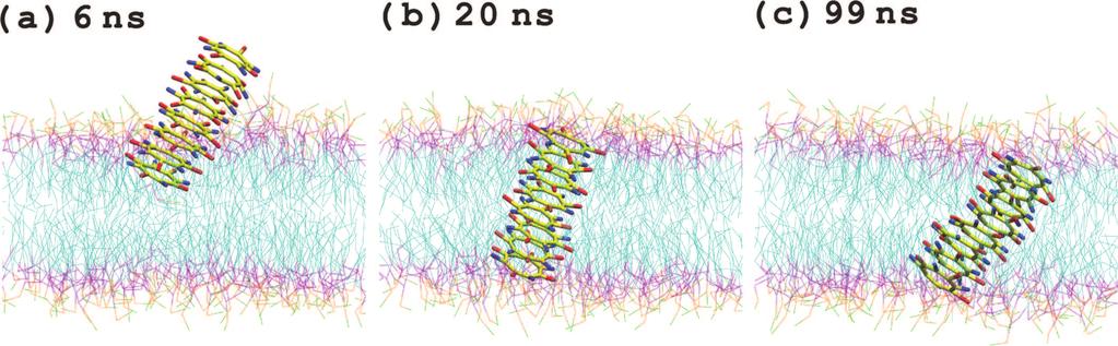Peptide Nanotube Insertion into a Lipid Bilayer J. Phys. Chem. A, Vol. 113, No. 16, 2009 4785 Figure 7.