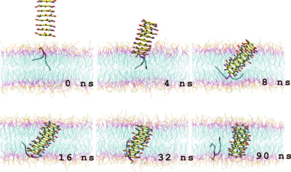 4786 J. Phys. Chem. A, Vol. 113, No. 16, 2009 Hwang et al. AA MD simulation indeed shows that a lipid head in the bilayer can hop and insert into the cyclic peptide nanotube.