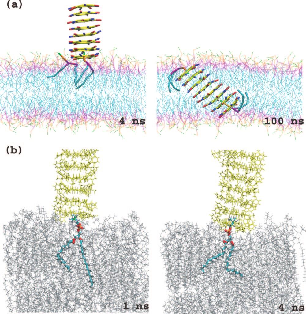 One possible driving force of the lipid headgroup insertion into the cyclic peptide nanotube in our simulation is hydrophilic interactions between the backbones of the cyclic peptide nanotube and the