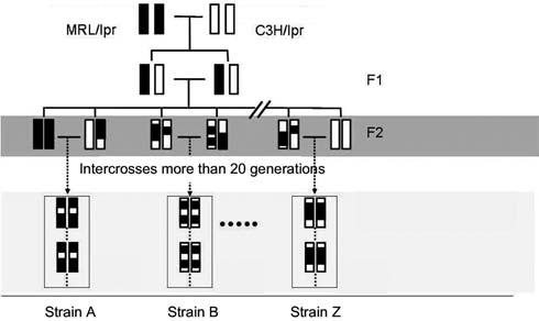 1 Figure 1 Principle for the establishment of recombinant inbred (RI) strains of mice MXH/lpr.