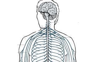 Interaction WORKSHEET 2.5 Our nervous system 1. Label the parts of the nervous system. brain nerves brain nerves 2. Complete these sentences. The brain is inside our head.
