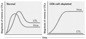 Role of CTL s in Control of Viremia Mechanisms of CD4+ Cell Death in Infection infected cells Direct cytotoxic effect of Lysis by CTL s Apoptosis» Potentiated by viral gp12, Tat, Nef, Vpu Letvin N &