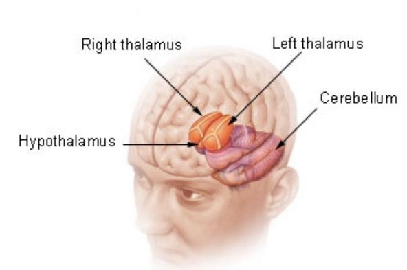 the hypothalamus can thus have a profound effect on diverse areas of health, including energy imbalance, diabetes insipidus and sleep disorders.