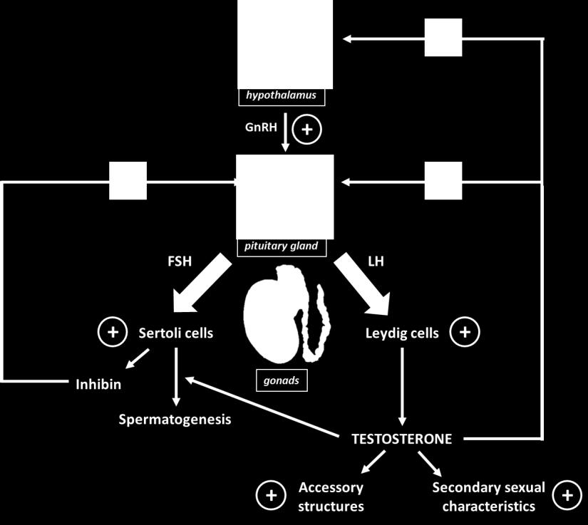 Fig. 6. Schematic representation of the male hypothalamic pituitary gonadal (HPG) axis.