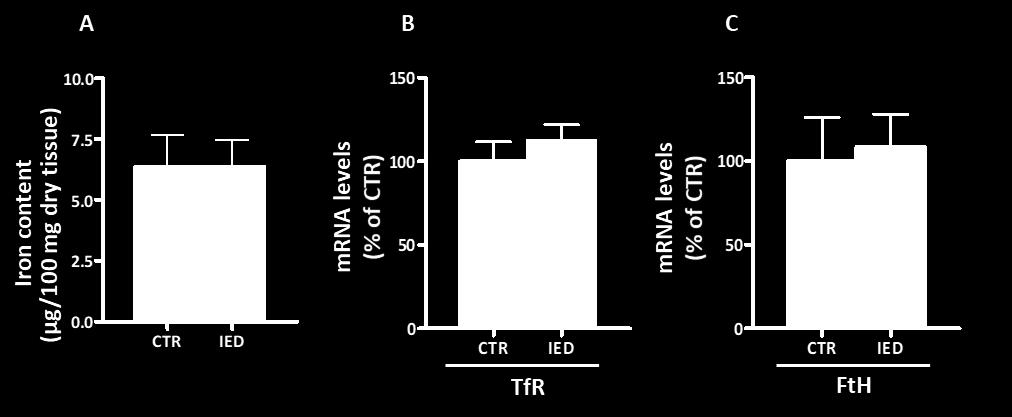 Fig. 18. Evaluation of iron content and homeostasis in hypothalamus. Panel A shows hypothalamic iron content evaluated by atomic absorption spectrometry.