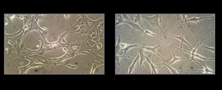 Fig. 23. In vitro cell-based models. Panel A shows GT1-7 cells; Panel B shows GN-11 cells.