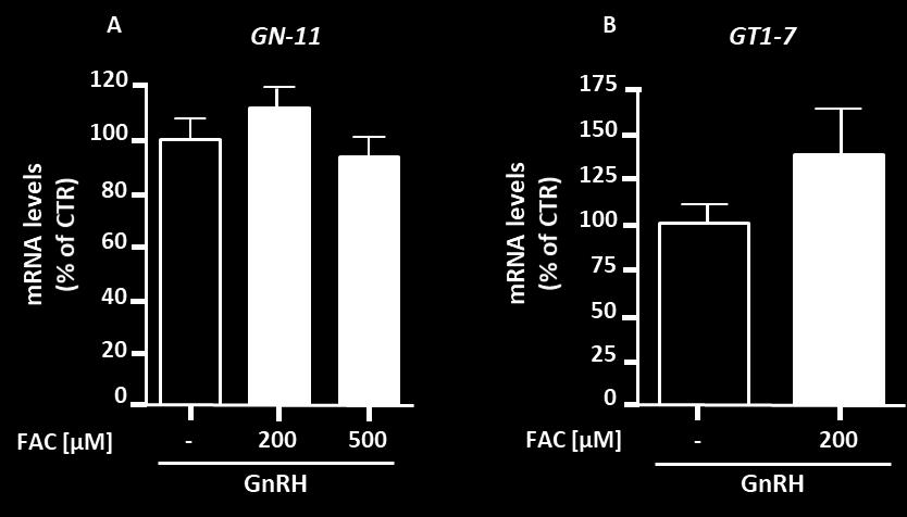 Fig. 29. Effect of 24 hours treatment with ferric ammonium citrate (FAC) on GnRH gene expression. White bars are controls (no FAC) and the black ones are FAC treated.