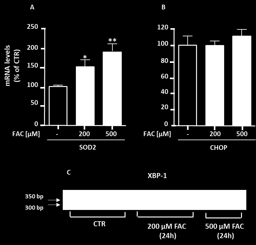 Fig. 30. Effect of 24 hours treatment with ferric ammonium citrate (FAC) on pro-inflammatory cytokines gene expression. Panel A shows the analysis of IL-6 and Panel B shows the analysis of TNFα.