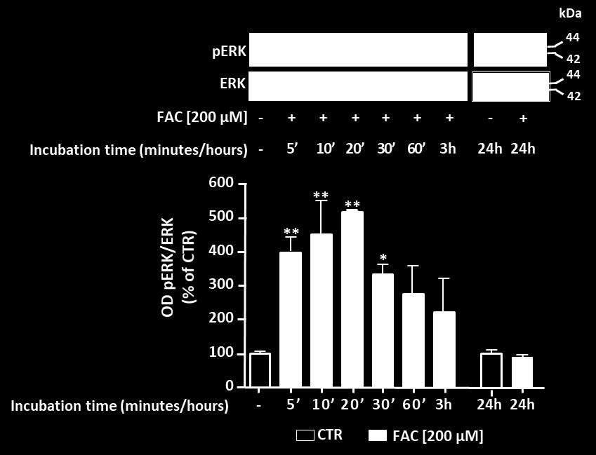 Initially, GN-11 cells were starved overnight (15 hours in DMEM without FBS) and then treated with 200 µm FAC for 5, 10, 20, 30, 60 minutes, 3 and 24 hours.