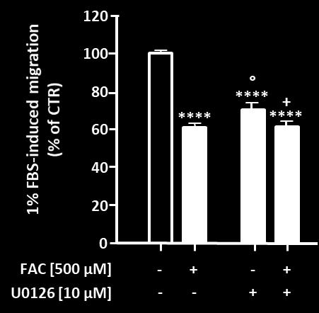 purpose a Boyden chamber-based microchemotaxis assay was performed, treating GN-11 cell with 200 µm FAC and a selective inhibitor of MEK 1/2 (U0126, 10 µm).