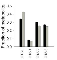 Supplemental Figure 1 Metabolic flux with [U- C]Lactate - [ 12 C]Glutamine in primary hepatocytes a b c d e [ C 3 ]Pyruvate [ C 3 ]Malate [ C 3 ]Aspartate [ C 3 ]Citrate [ C 2 ] -Ketoglutarate f g h