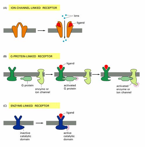 RECEPTORS Cell surface receptors without enzymatic activity Ion channel linked GPCR with enzymatic