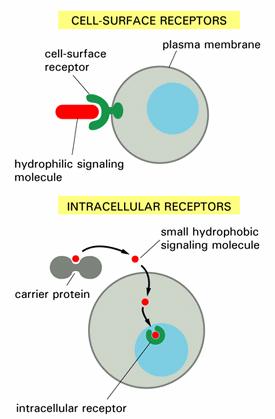 receptors Intracellular receptors cytoplasmatic receptors nuclear receptors Cell surface receptors Ligand