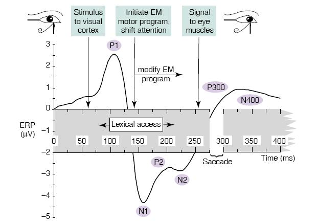 EFRPS TECHNIQUE Advantages: Precise time line of activation/inhibition sequence of EEGs occurring during any fixation allowing to investigate early components