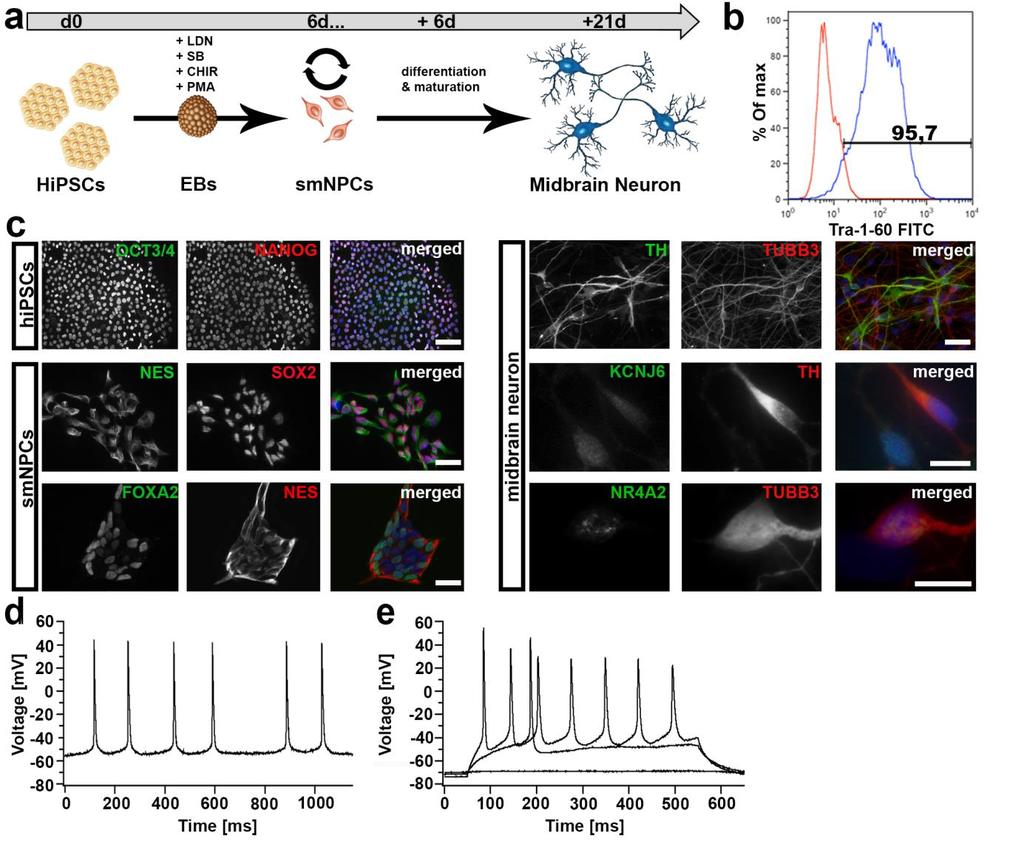 Figure S2 (related to Fig. 2): Generation of midbrain neurons (MBN) by differentiation from human induced pluripotent stem cells (hipsc) of PD patients and controls.